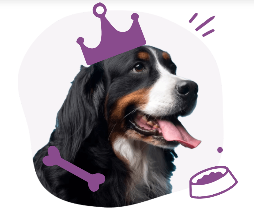 Concorddoggrooming Image